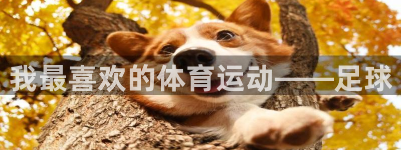 J9官方正版app开户:我最喜欢的体育运动——足球